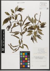 Foto von Salix triandra subsp. triandra L.